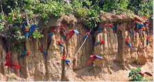 Peru-Amazon-Complete Manu Biosphere Reserve Experience